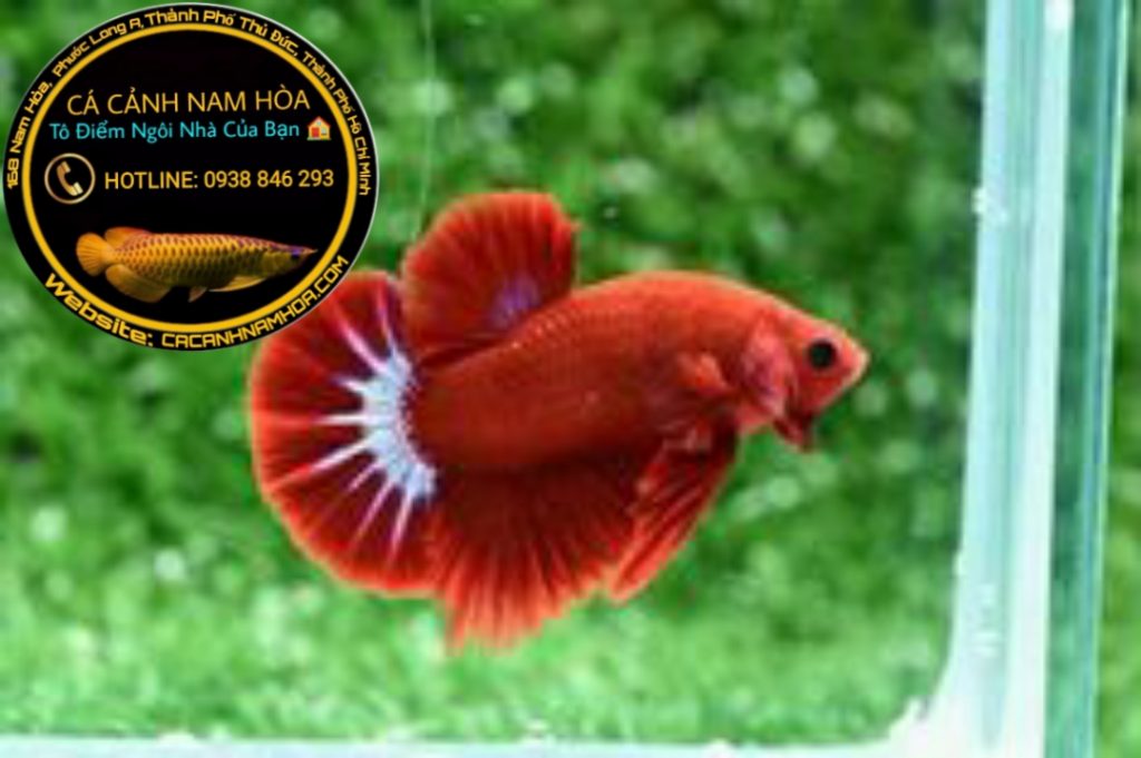 Cá Betta (Dòng red fancy) Liên hệ: 0938846293